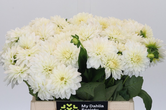 <h4>Dahlia White Cap</h4>