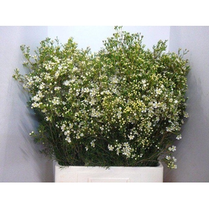 CHAME UN JUPITE MOON