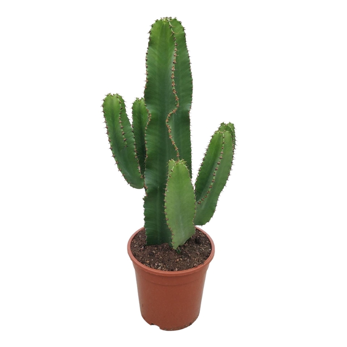 <h4>Euphorbia abyssinica</h4>