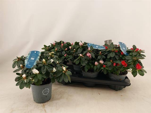 <h4>RHODO SI V GEM 4 SRT</h4>