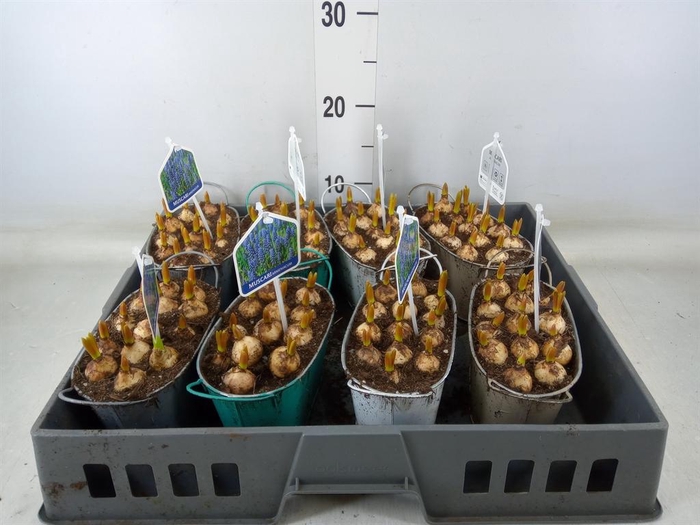 <h4>Arr.  Muscari L%</h4>