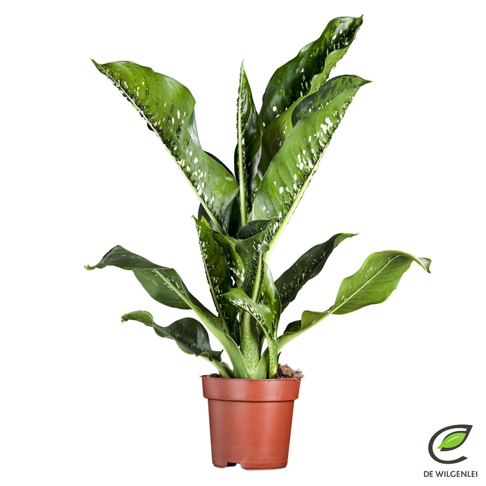 <h4>Dieffenbachia seg. 'Caiman'</h4>