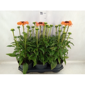 Echinacea  'SunSeekers Orange'