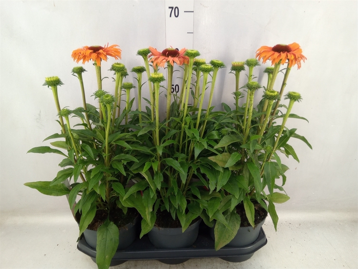 <h4>Echinacea  'SunSeekers Orange'</h4>