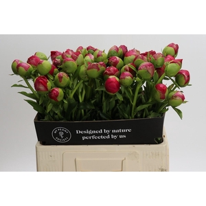 Paeonia Command Performance