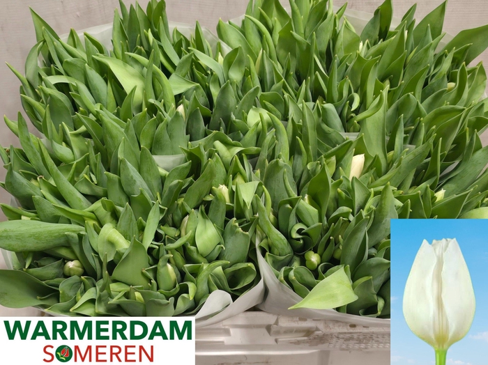 <h4>TU EN WHITE MARVEL</h4>