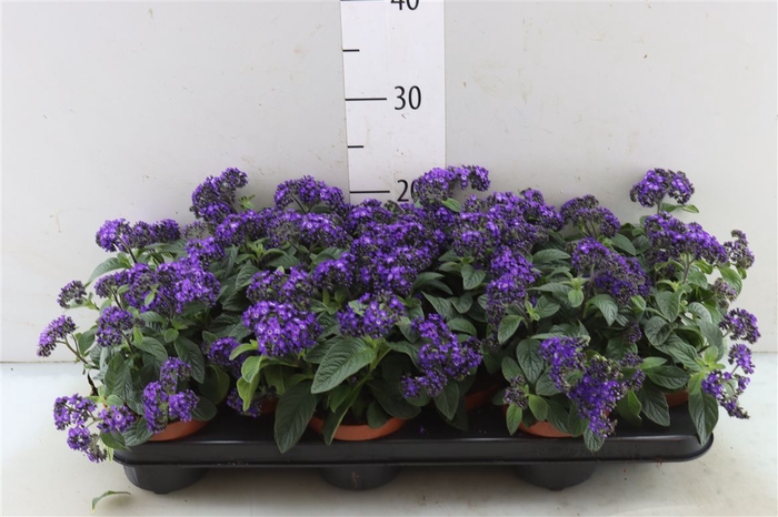 <h4>Heliotropium Marine Blue</h4>