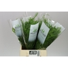 Asparagus Cwebe