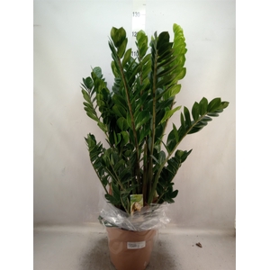 Zamioculcas zamiifolia