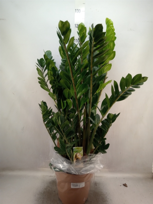 Zamioculcas zamiifolia