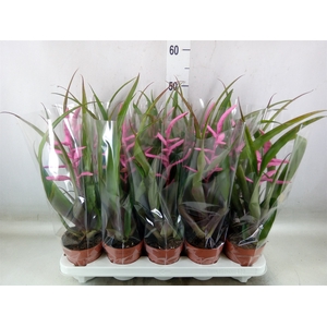 Tillandsia  'Andreas'