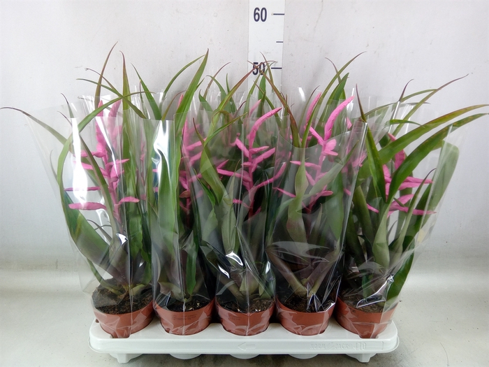 <h4>Tillandsia  'Andreas'</h4>
