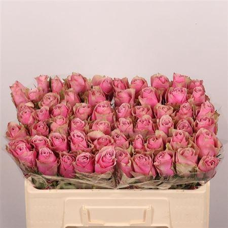 <h4>R Gr Athena Royale</h4>