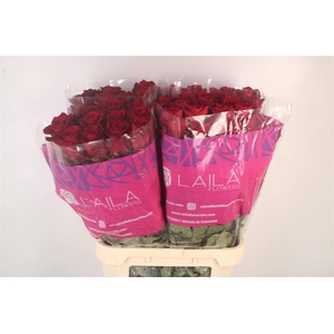 R Gr Ec Explorer 2-4