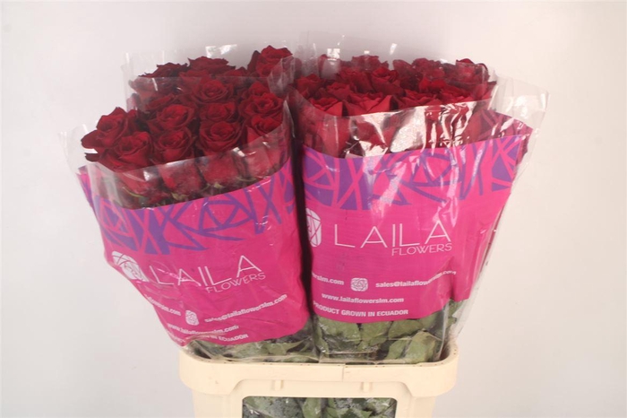 <h4>R Gr Ec Explorer 2-4</h4>