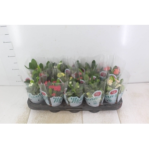 EUPHORBIA MILII MILIIANA P11