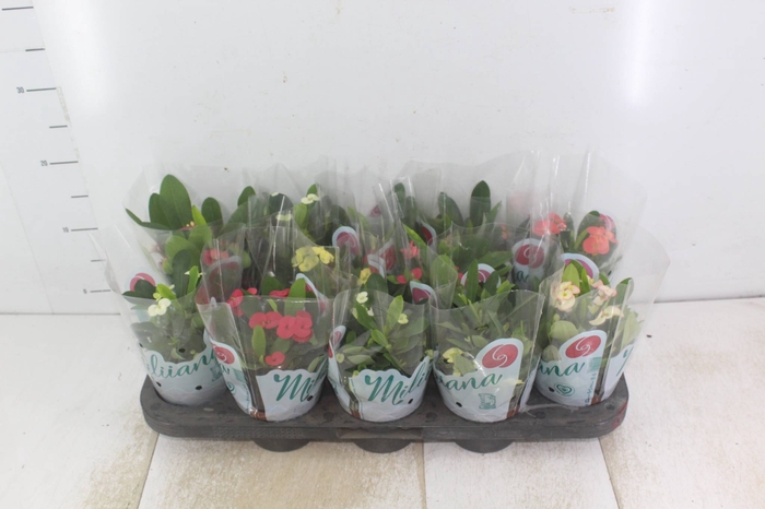 <h4>EUPHORBIA MILII MILIIANA P11</h4>