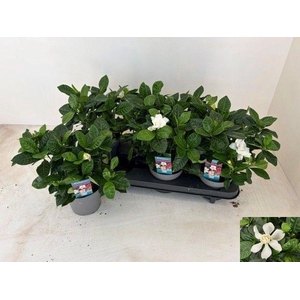 GARDENIA JASMINOIDES
