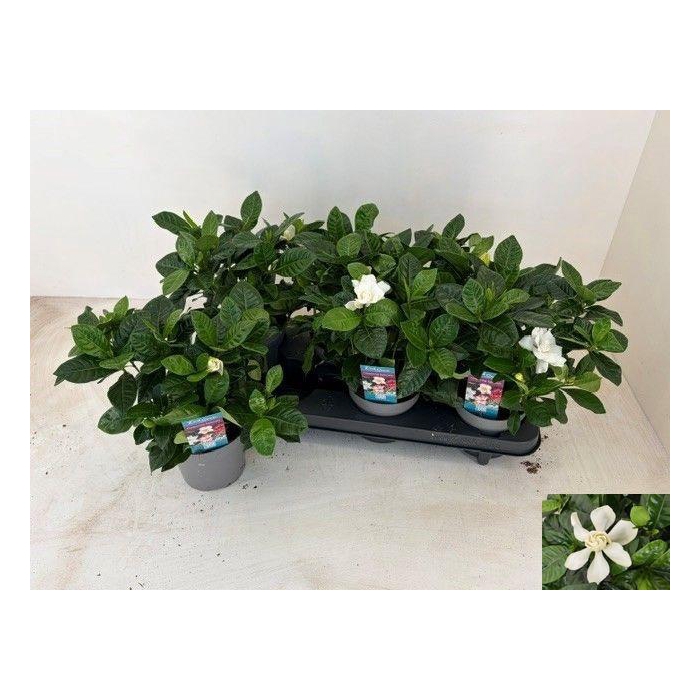 <h4>GARDENIA JASMINOIDES</h4>