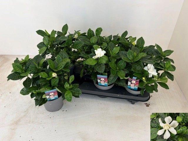 <h4>GARDENIA JASMINOIDES</h4>