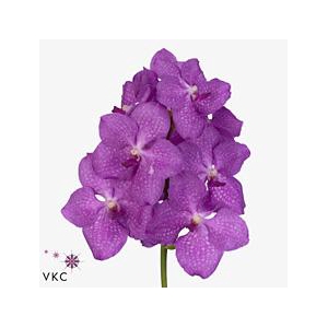 Vanda candy pink