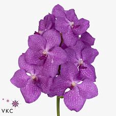 <h4>Vanda candy pink</h4>