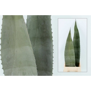 Agave Americane Bleu