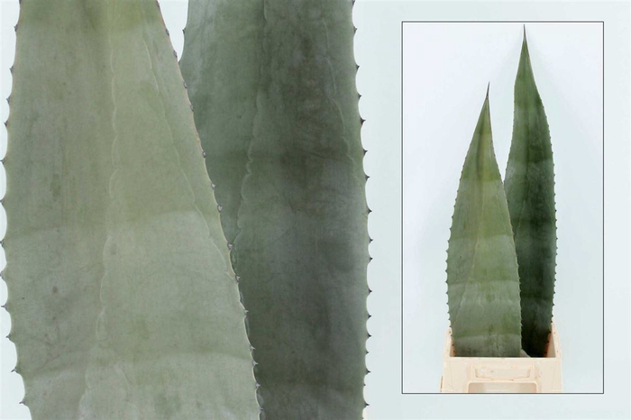 Agave Americane Bleu