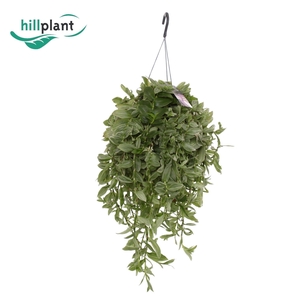 Tradescantia Albi Silvery Hill HP 17 cm XL