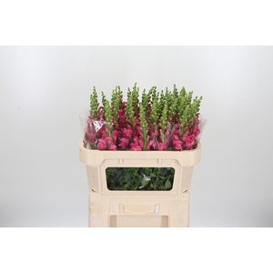 Antir Avignon Rose