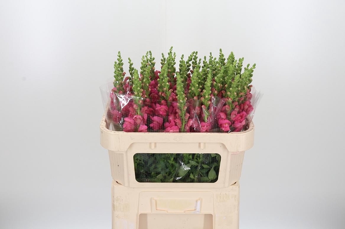 <h4>Antir Avignon Rose</h4>
