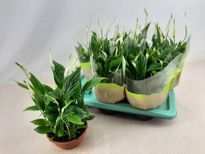 <h4>SPATH CHOPIN</h4>