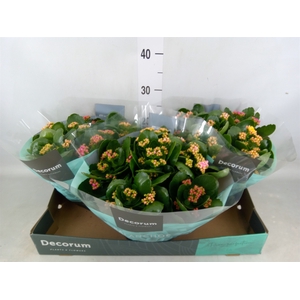 Kalanchoe blos.   ..rosebud mix/pot
