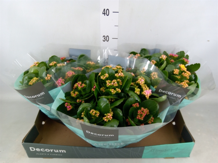 <h4>Kalanchoe blos.   ..rosebud mix/pot</h4>