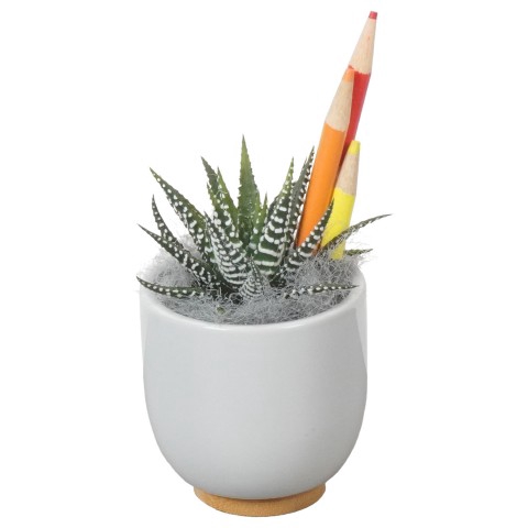 <h4>PTBTS5220 Arrangementen kamerplanten</h4>