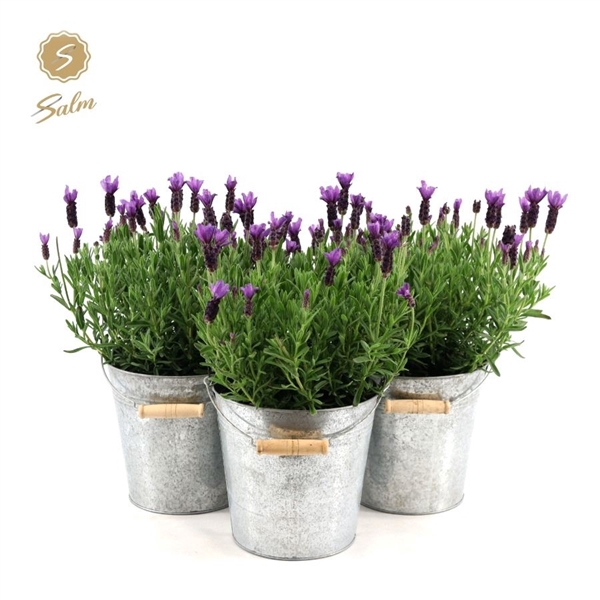 Lavandula st. 'Anouk'® Collection P19 in Zinc Old-Look