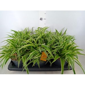 Chlorophytum com. 'Ocean'
