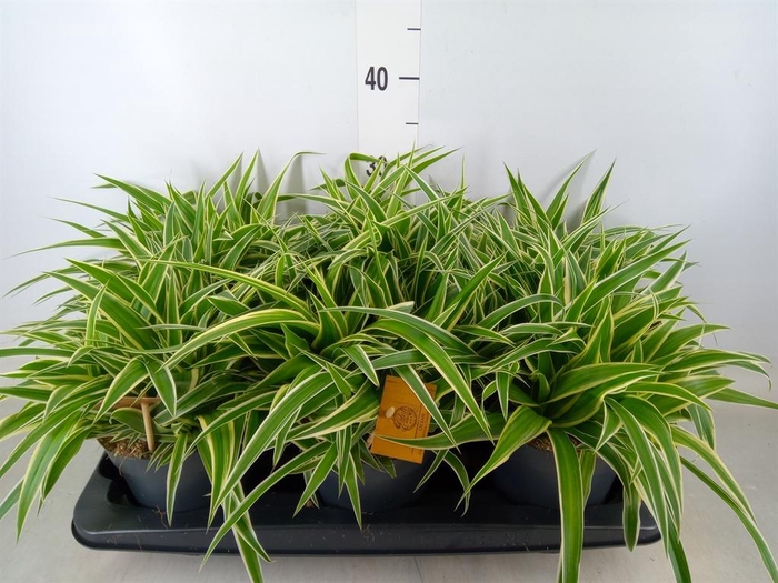 <h4>Chlorophytum com. 'Ocean'</h4>