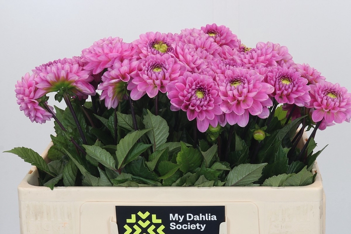 <h4>Dahlia Veerle</h4>