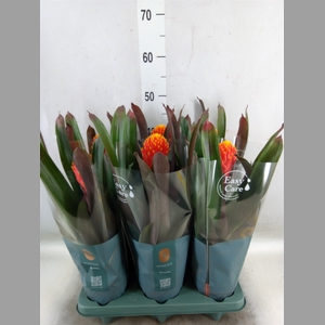 Guzmania  'Tala'