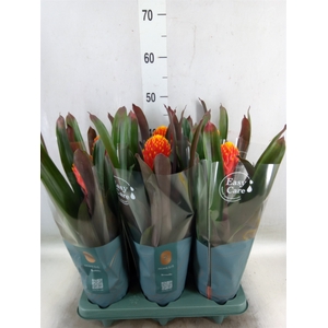 Guzmania  'Tala'