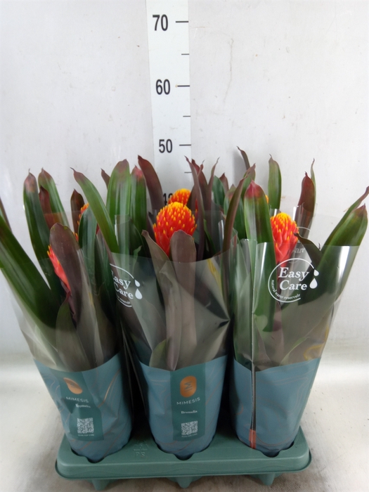 <h4>Guzmania  'Tala'</h4>