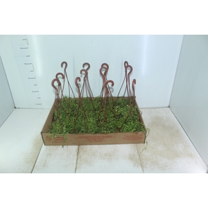 PEPEROMIA PROSTATA C13