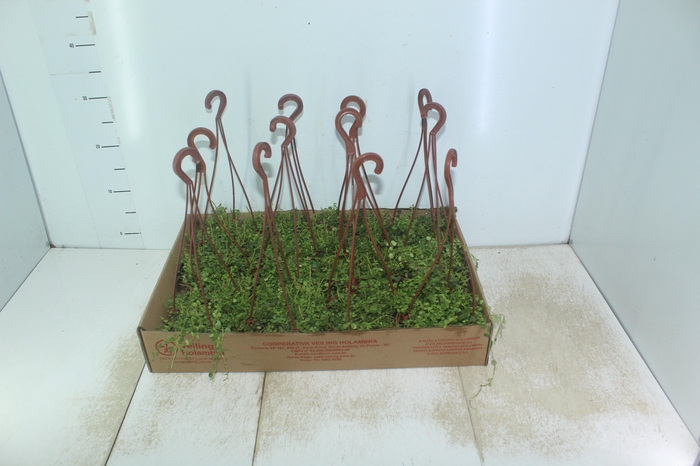 <h4>PEPEROMIA PROSTATA C13</h4>