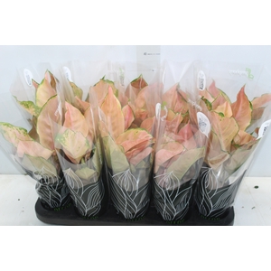 AGLAONEMA VARIADA P12 PREMIUM