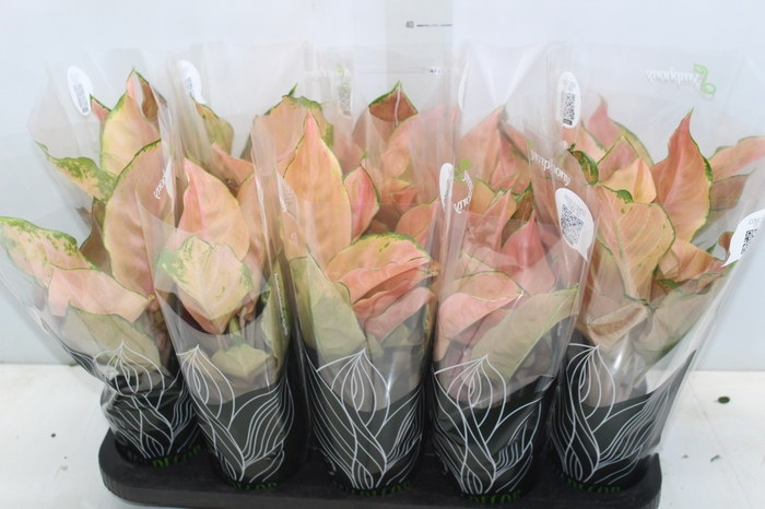 <h4>AGLAONEMA VARIADA P12 PREMIUM</h4>
