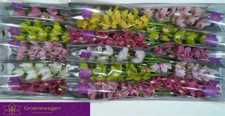 <h4>Cymb Mi Gem</h4>