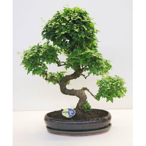 Ligustrum sinensis, 43cm., shape, with drip tray