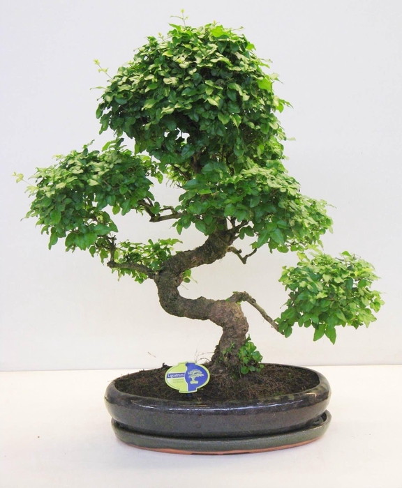 <h4>Ligustrum sinensis, 43cm., shape, with drip tray</h4>