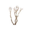Syringa Branch Super Jenkins